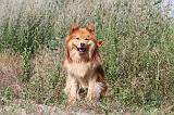 CHIEN FINNOIS DE LAPONIE 206